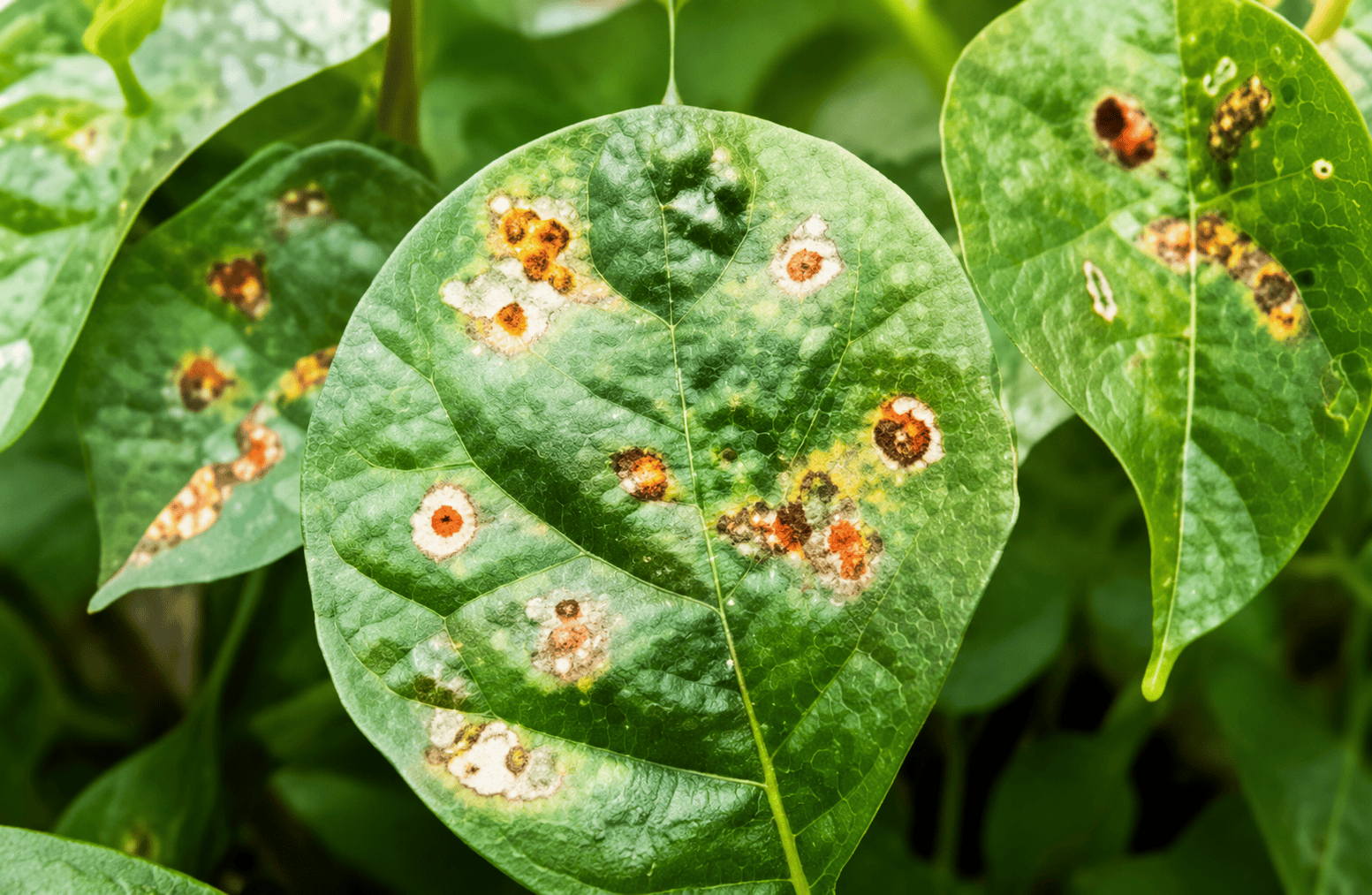 Adjuvants and surfactants for fungicide formulations and crop protection