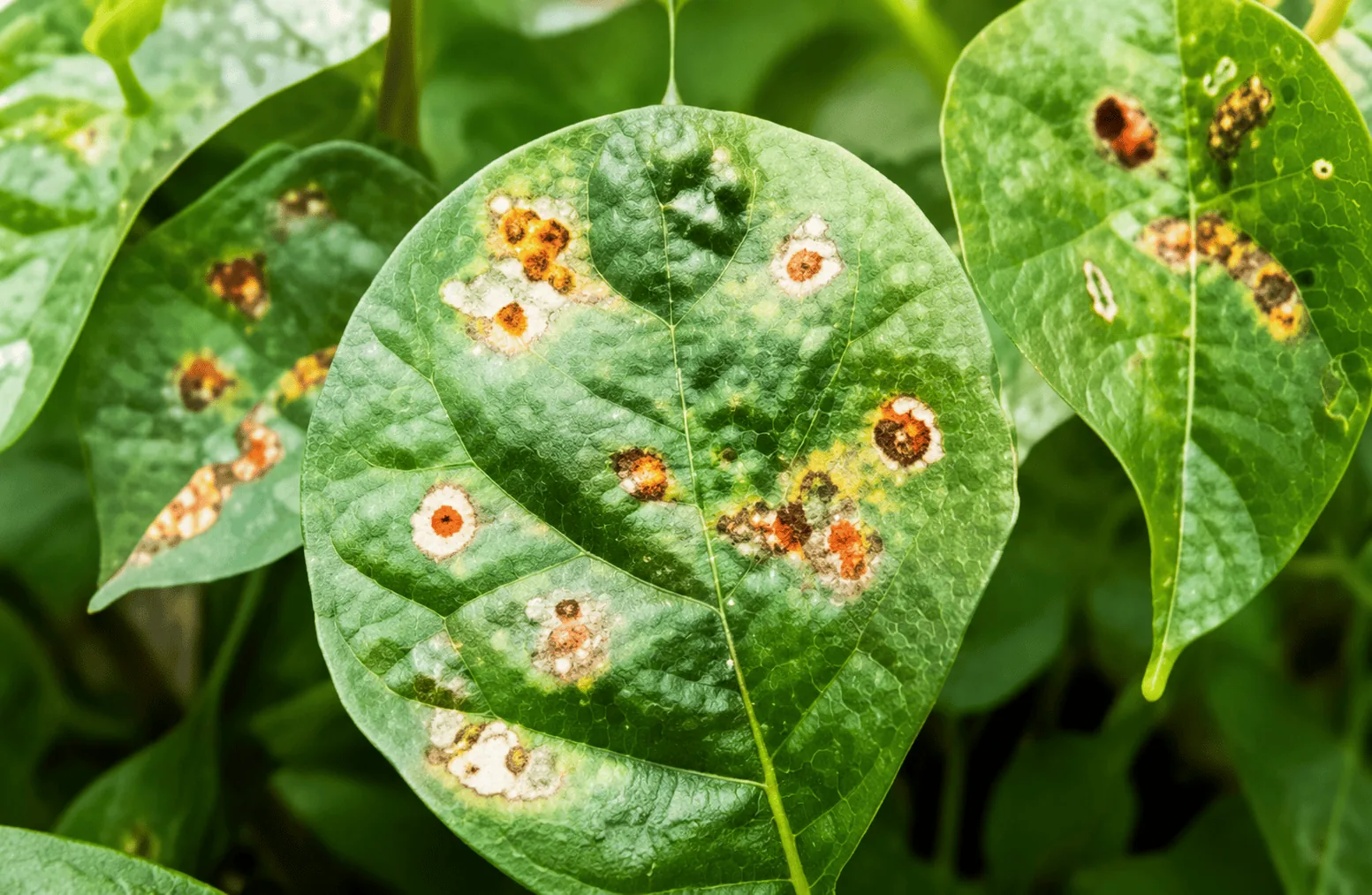Adjuvants and surfactants for fungicide formulations and crop protection