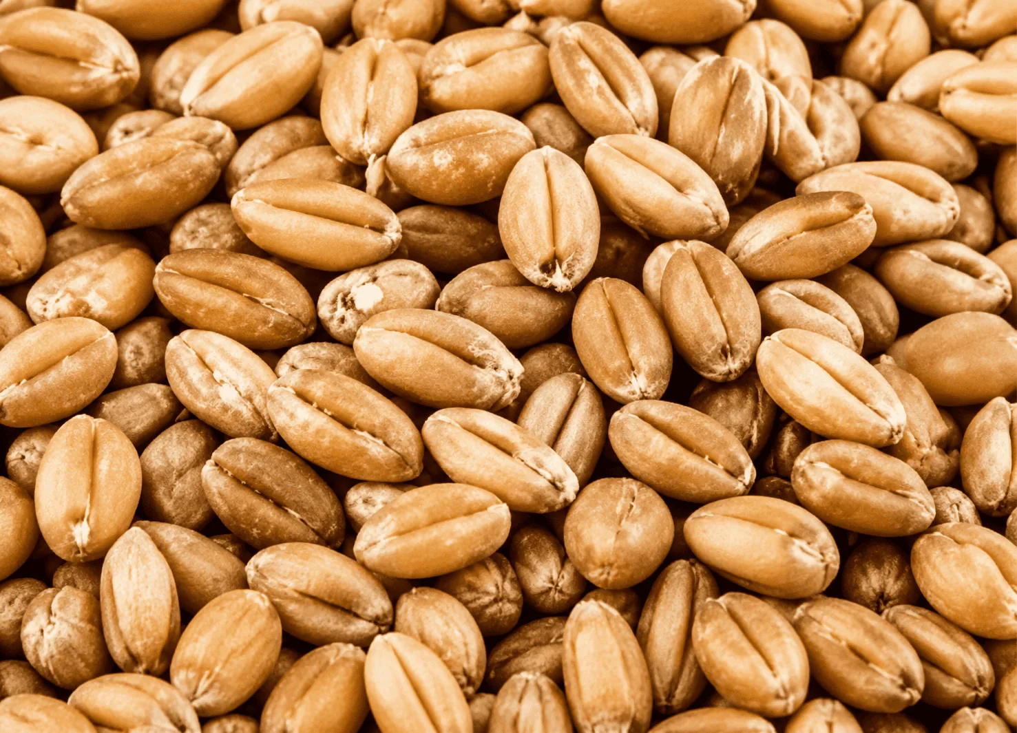 Adjuvants and surfactants for seed treatment and dressing